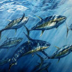 K. Scott "Tuna Tango" Canvas Framed 28"x 35" Print