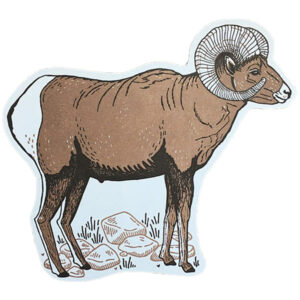 Noteworthy Paper and Press Bighorn Sheep Postcard
