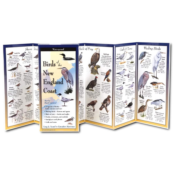 Earth Sky + Water Birds of the New England Coast Folding Guide 2 Earth Sky + Water Birds of the New England Coast Folding Guide (Open)