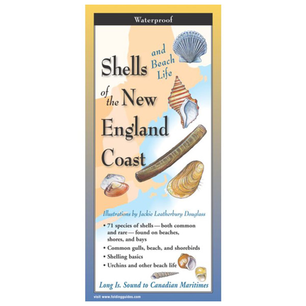 Earth Sky + Water Shells and Beach Life of the New England Coast Folding Guide 1 Earth Sky + Water Shells and Beach Life of the New England Coast Folding Guide (Closed)