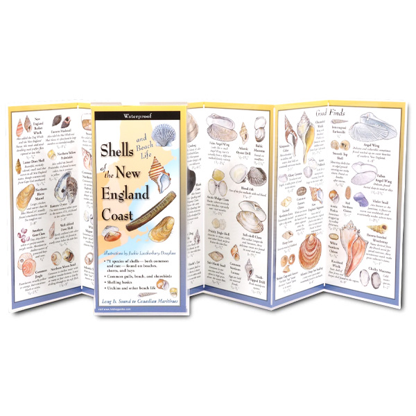 Earth Sky + Water Shells and Beach Life of the New England Coast Folding Guide 2 Earth Sky + Water Shells and Beach Life of the New England Coast Folding Guide (Open)