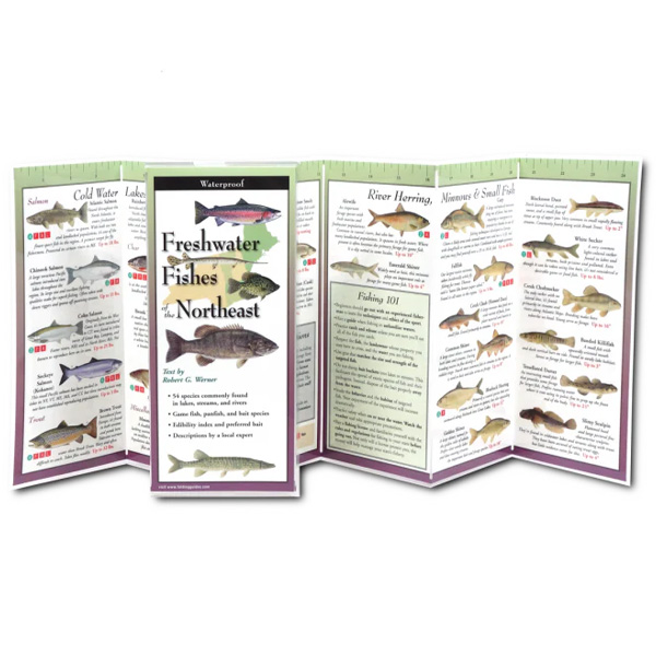 Earth Sky + Water Freshwater Fishes of the Northeast Folding Guide 2 Earth Sky + Water Freshwater Fishes of the Northeast Folding Guide (Open)