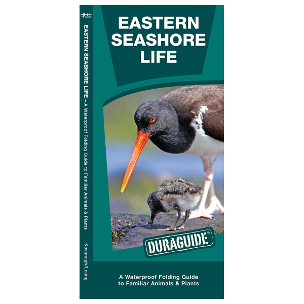 Waterford Press Eastern Seashore Life Folding Pocket Guide 1 Waterford Press Eastern Seashore Life Folding Pocket Guide