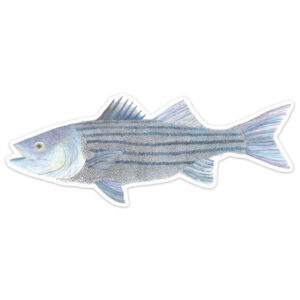 Rainy Dayz Creative Striped Bass Sticker