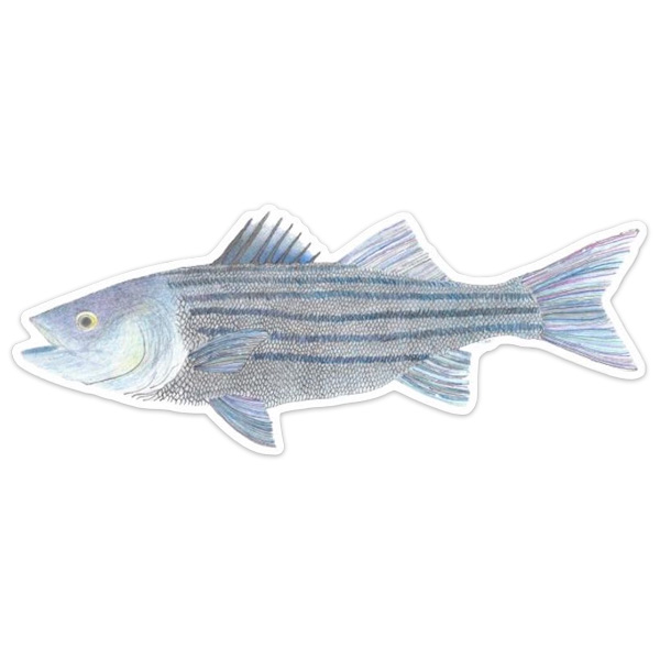 Rainy Dayz Creative Striped Bass Sticker 1 Rainy Dayz Creative Striped Bass Sticker