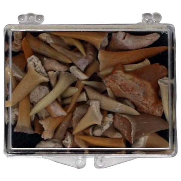 GeoCentral Fossil Shark Teeth Souvenir Box 1 GeoCentral Fossil Shark Teeth Souvenir Box