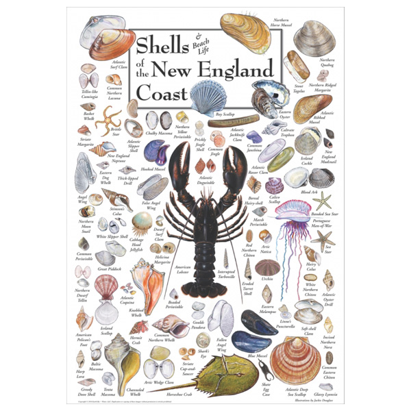Earth Sky + Water Shells of the New England Coast Poster 1 Earth Sky + Water Shells of the New England Coast Poster