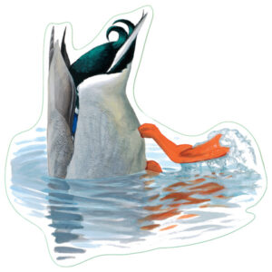 Earth Sky + Water Dabbling Duck Nature Sticker