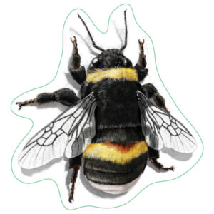 Earth Sky + Water Buff-Tailed Bumblebee Nature Sticker