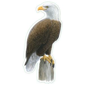 Earth Sky + Water Bald Eagle Nature Sticker