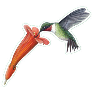 Earth Sky + Water Ruby-Throated Hummingbird Nature Sticker