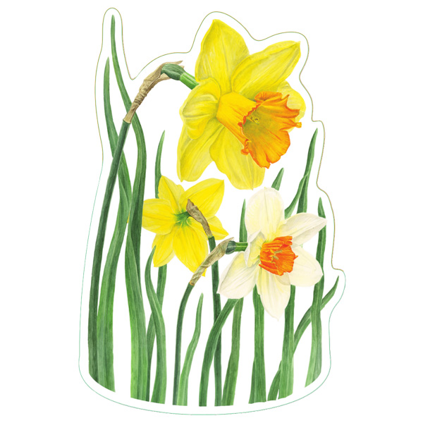 Earth Sky + Water Daffodil Nature Sticker 1 Earth Sky + Water Daffodil Nature Sticker
