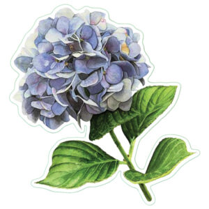 Earth Sky + Water Hydrangea Nature Sticker