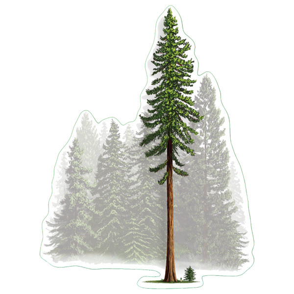 Earth Sky + Water Coastal Redwood Nature Sticker 1 Earth Sky + Water Coastal Redwood Nature Sticker