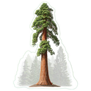 Earth Sky + Water Giant Sequoia Nature Sticker