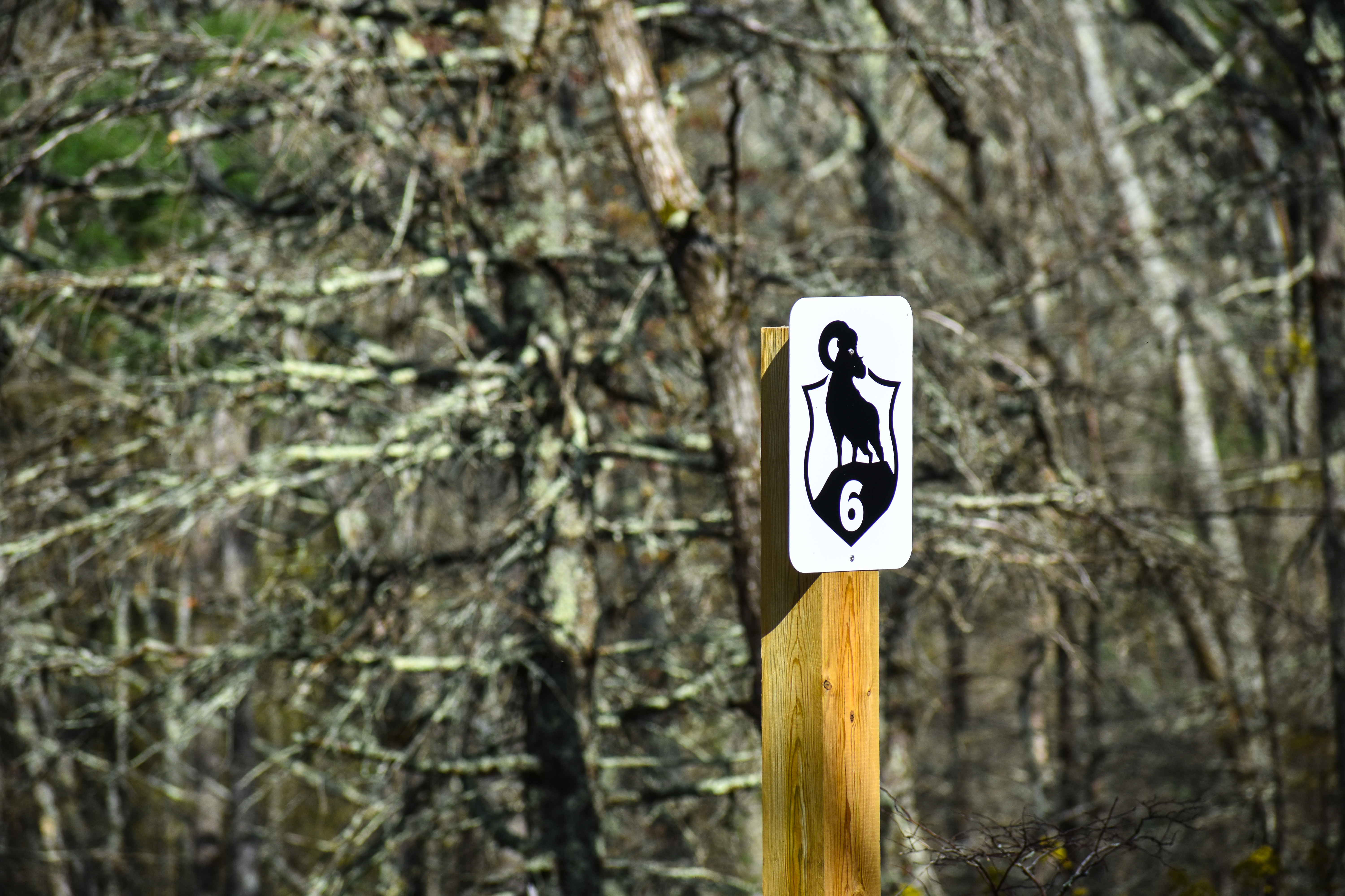 Station 6 — marker post over the low ground